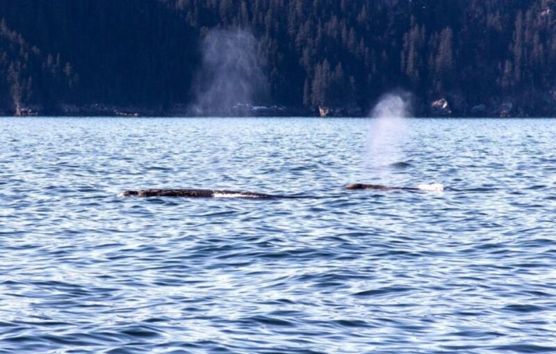 Seward: Spring Wildlife Guided Cruise - Meeting Point and Preparation