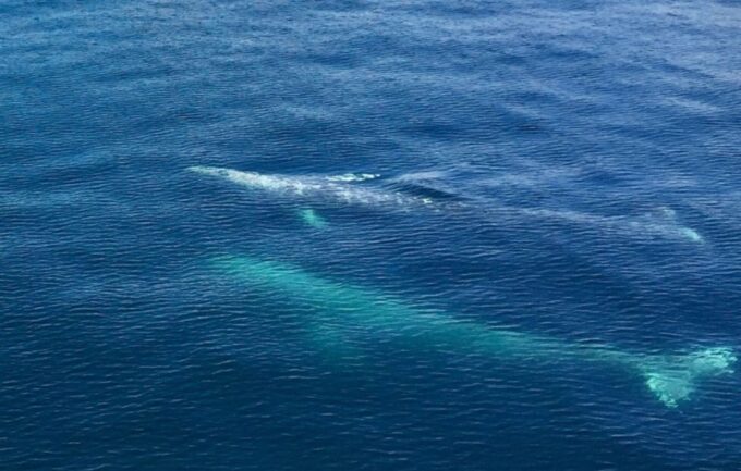 Seward: Spring Wildlife Guided Cruise - Cruise Duration and Departure Time