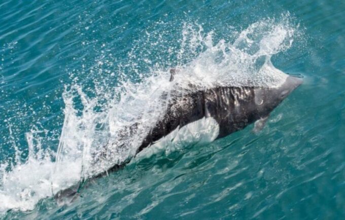 Seward: Spring Wildlife Guided Cruise - Accessibility and Mobility Considerations