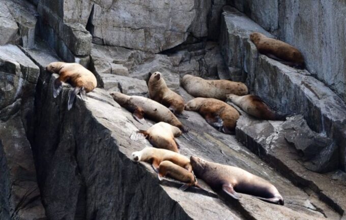 Seward: Spring Wildlife Guided Cruise - Frequently Asked Questions