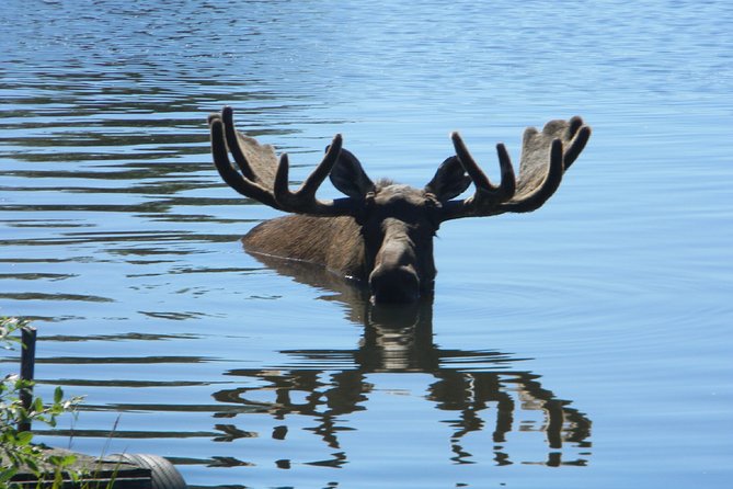 Seward to Anchorage Cruise Transfer and Private Tour - Inclusions for the Private Service