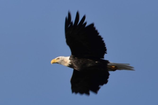 Seward to Anchorage Cruise Transfer and Private Tour - Exploring Seward and the Kenai Mountains