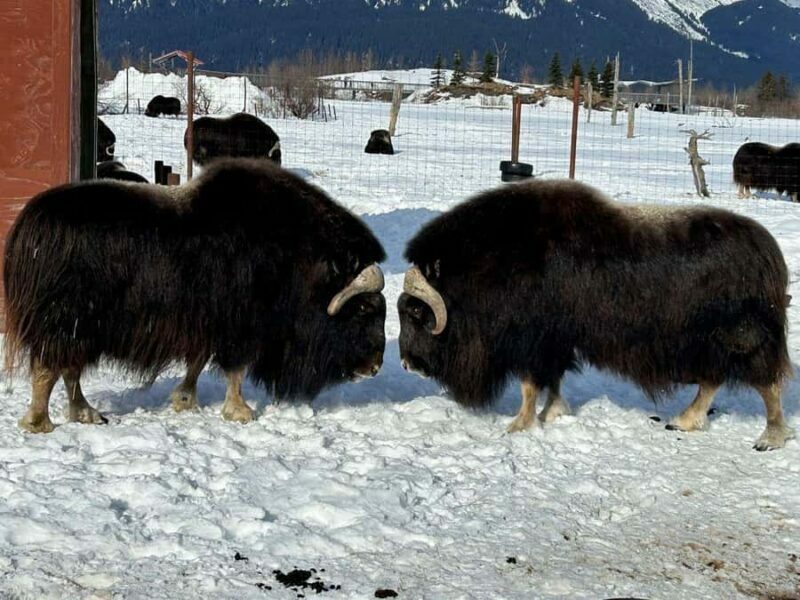 Seward: To Anchorage Full Day Transit Tour with Port Pickup - Why This Tour Works