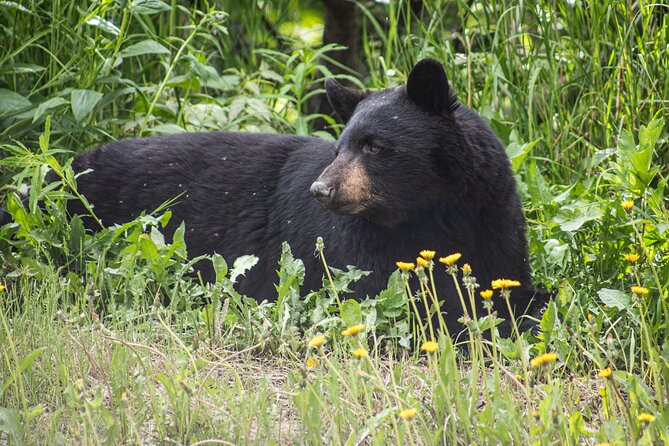 Seward to Anchorage- Post Cruise Curated Wildlife Tour +Transfer - Tour Pricing