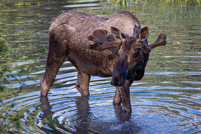 Seward to Anchorage- Post Cruise Curated Wildlife Tour +Transfer - Tour Highlights
