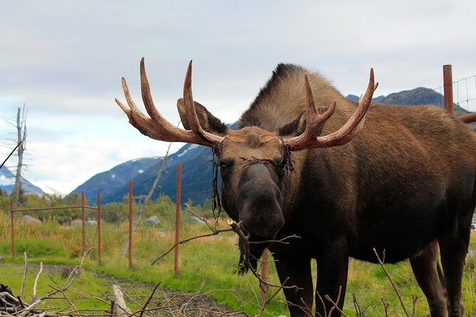 Seward to Anchorage Wildlife Adventure - Scenic Sights Along the Way