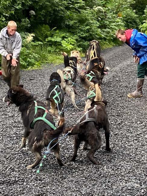 Seward: Turning Heads Kennel Tour & Dog Sled Ride - An Authentic Taste of Alaska’s Dog Mushing Heritage