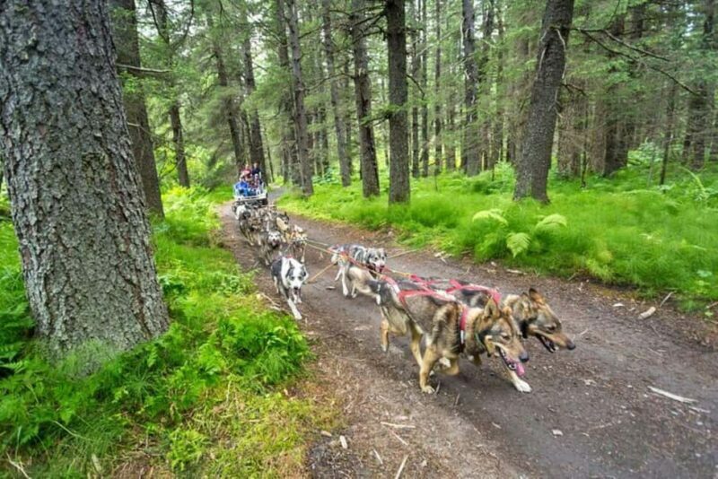 Seward: Turning Heads Kennel Tour & Dog Sled Ride - Authenticity and Experience: Who Will Love This?