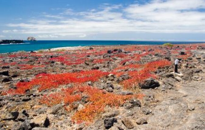 Seymour North Island & Las Bachas Full-Day Tour - Key Points