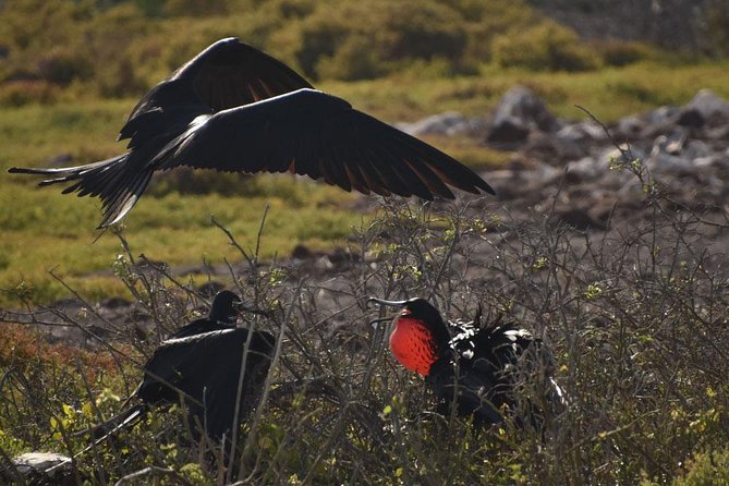 Seymour North Island & Las Bachas Full-Day Tour - Inclusions and Exclusions
