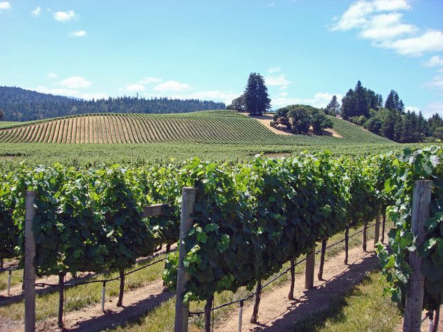 SF Combo: Napa & Sonoma Wine Tour & Hop-on Hop-off Bus Tour - Tour Experience and Highlights