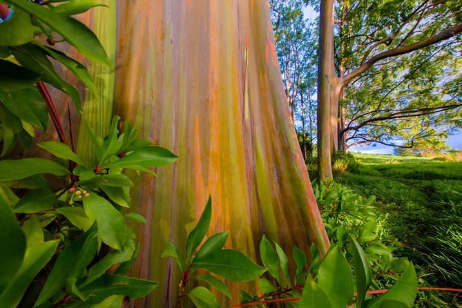 Shaka Guide Maui Classic Road to Hana Audio Driving Tour - What to Expect on the Tour