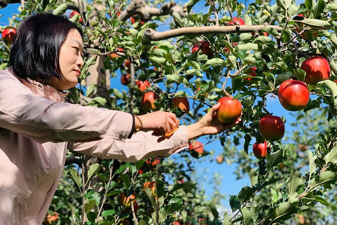 Shakotan, Yoichi Nikka Whisky, Otaru With Fruits Picking Day Trip - Visit to Yoichi Fruit Orchard