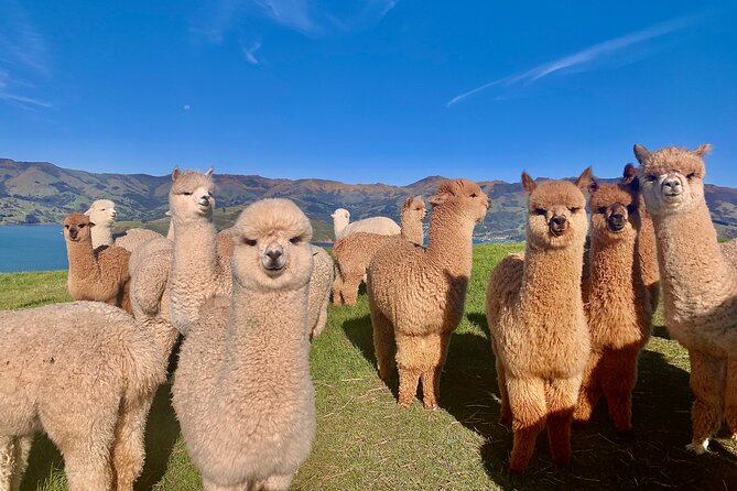 Shamarra Alpaca Farm Tours - Key Points