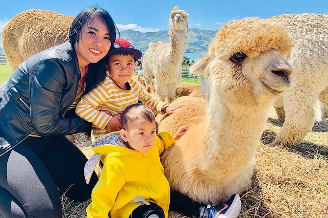 Shamarra Alpaca Farm Tours - Alpaca Interactions and Experiences