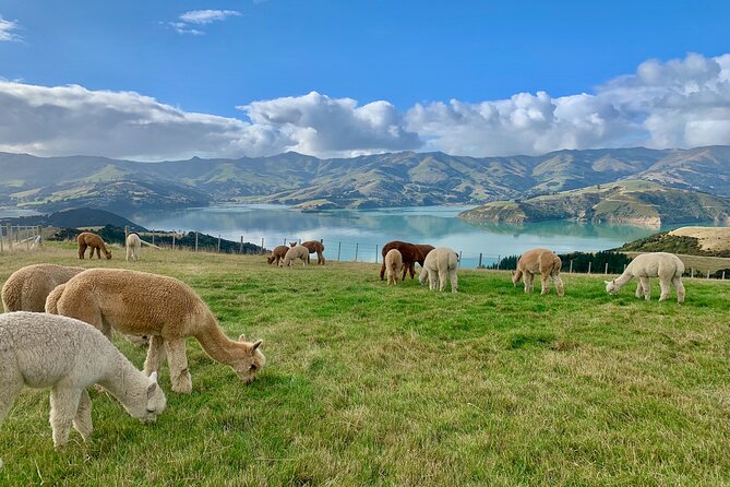 Shamarra Alpaca Farm Tours - Scenic Views and Surroundings