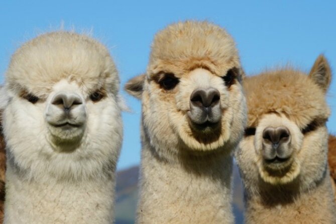 Shamarra Alpaca Farm Tours - Refreshments and Amenities