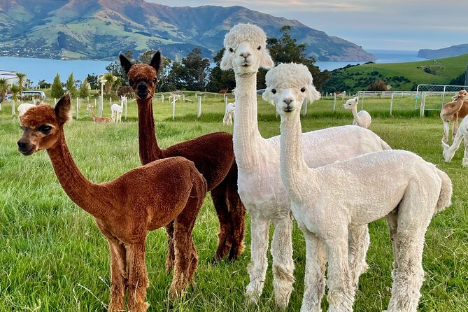 Shamarra Alpaca Farm Tours - Booking Details and Availability