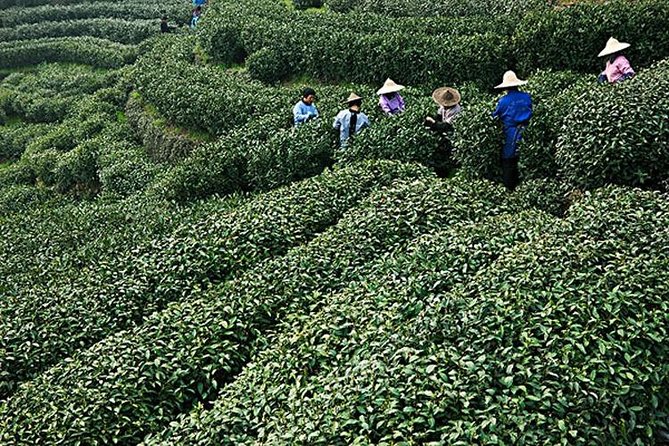 Shanghai Day Tour to Hangzhou - Pickup and Transportation