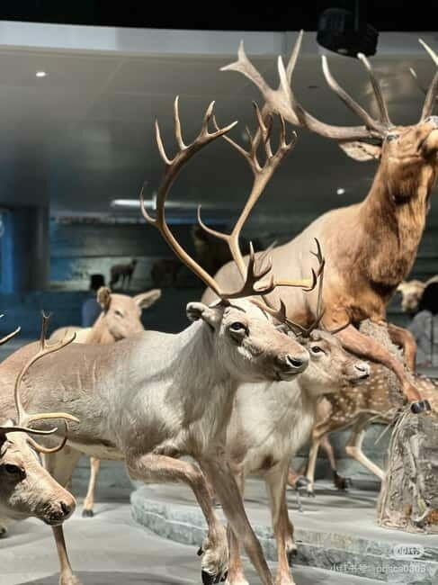 Shanghai: Natural History Museum Tickets Purchase service - Key Points