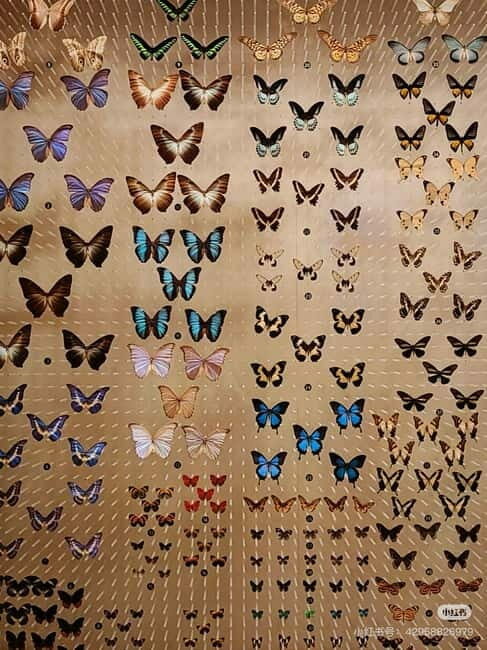 Shanghai: Natural History Museum Tickets Purchase service - The Practicalities of Booking Your Ticket
