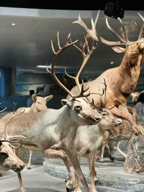 Shanghai: Natural History Museum Tickets Purchase service - Practical Tips for Visiting