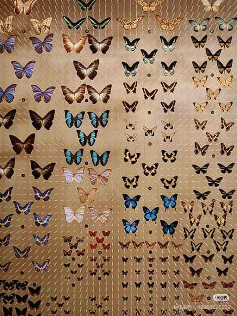 Shanghai: Natural History Museum Tickets Purchase service - Who Will Love This Museum?