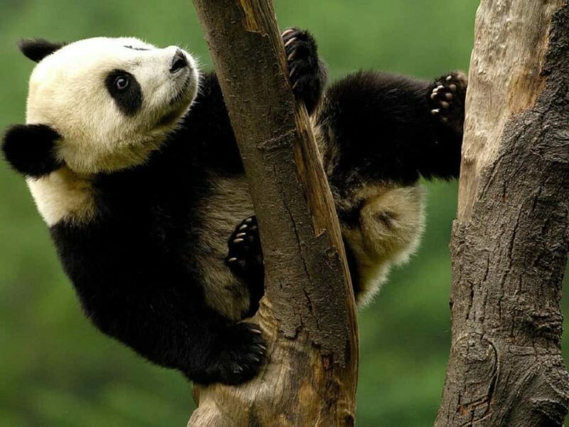 Shanghai: Shanghai Zoo Entry Ticket with Pandas - Key Points