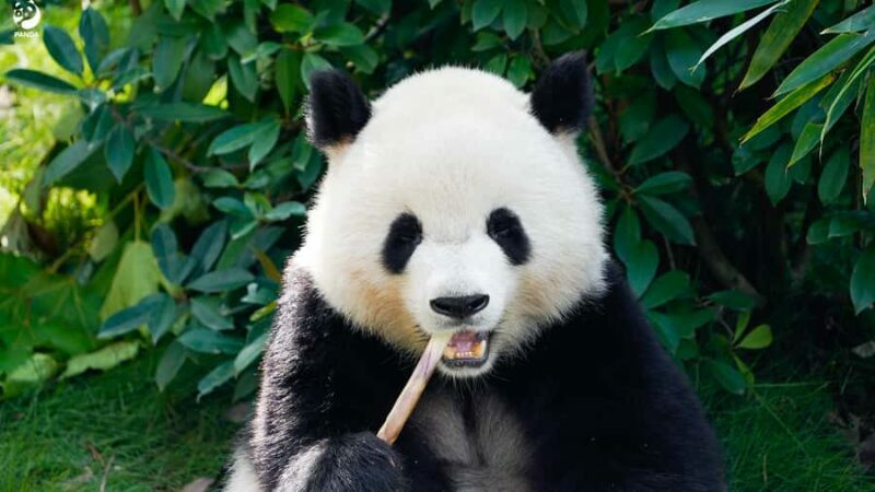 Shanghai: Shanghai Zoo Entry Ticket with Pandas - The Sum Up: Who Should Consider Visiting Shanghai Zoo?
