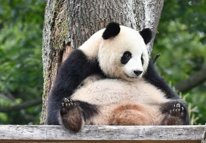 Shanghai: Shanghai Zoo Entry Ticket with Pandas - FAQ