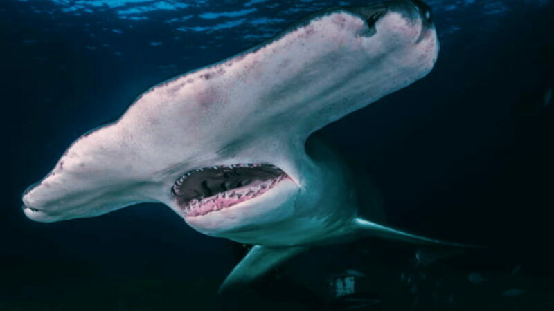 Shanghai: The Marine Wonders at Shanghai Ocean Aquarium - Key Points