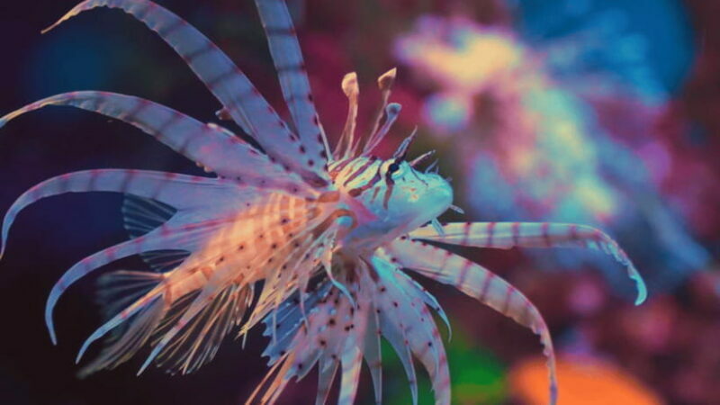 Shanghai: The Marine Wonders at Shanghai Ocean Aquarium - Frequently Asked Questions