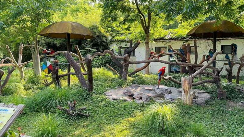 Shanghai: Zoo and Zhujiajiao Water Town Tour with Boat Ride - What to Expect: A Step-by-Step Breakdown