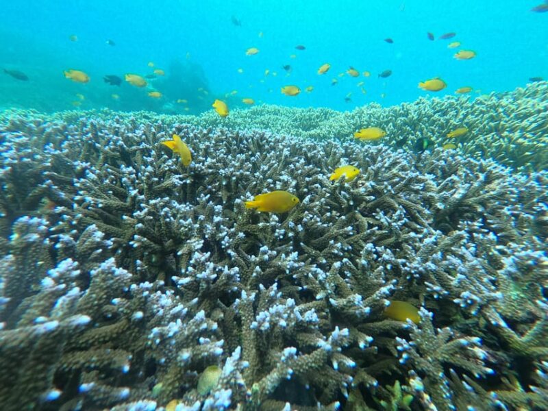 Share Snorkeling to 3 Gilis - Recap