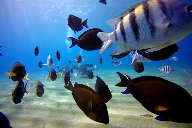 Shared 2 Hours Sosúa Bay Snorkeling With Professional Guide - Booking Information