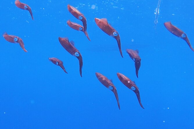 Shared 2 Hours Sosúa Bay Snorkeling With Professional Guide - Group Size and Price