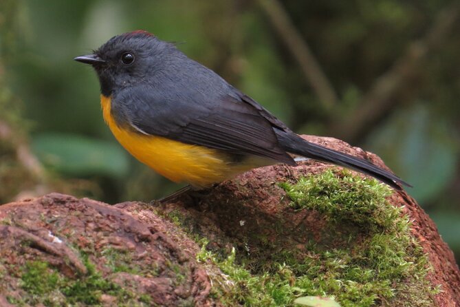 Shared 5 Hours Monteverde Bird Watching - Birdwatching in Curi Cancha Wildlife Refuge