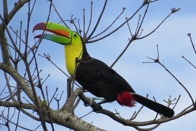 Shared 5 Hours Monteverde Bird Watching - Cancellation Policy and Customer Feedback