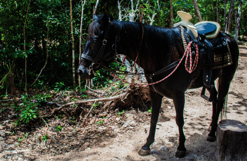 Shared ATV, Horse Riding, Zipline & Cenote Experience - Pickup and Drop-off Locations