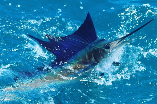 Shared BIG GAME Sportfishing Up To Six People - Target Species and Fishing Opportunities