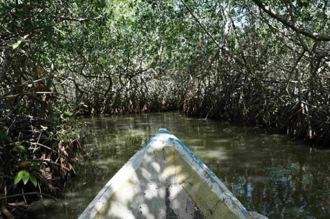 Shared Cartagena Mud Volcano + Mangrove Tour Including Lunch - Mangrove Tour