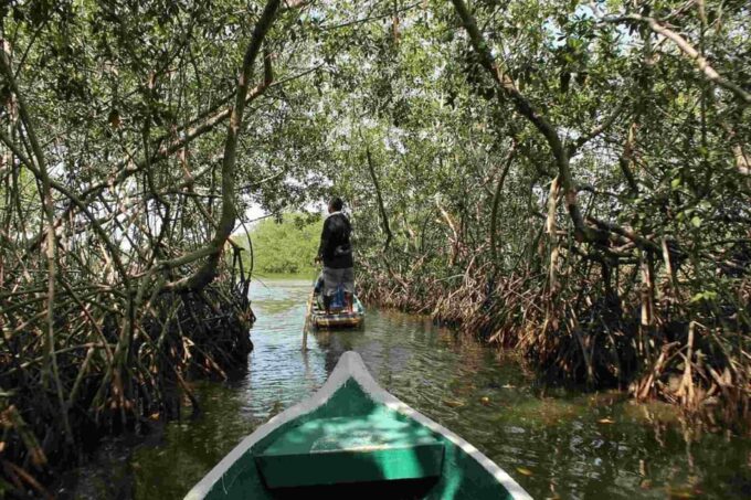 Shared Cartagena Mud Volcano + Mangrove Tour Including Lunch - Inclusions