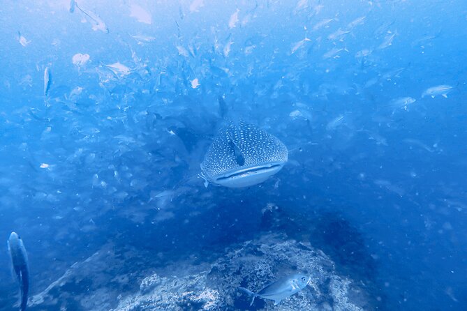 Shared Diving Experience in Sail Rock - Key Points