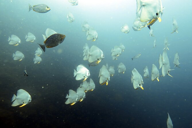 Shared Diving Experience in Sail Rock - Inclusions and Specifications