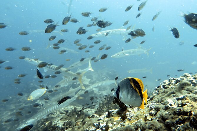 Shared Diving Experience in Sail Rock - Health and Safety Considerations