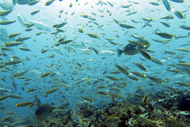 Shared Diving Experience in Sail Rock - Traveler Limitations and Group Size