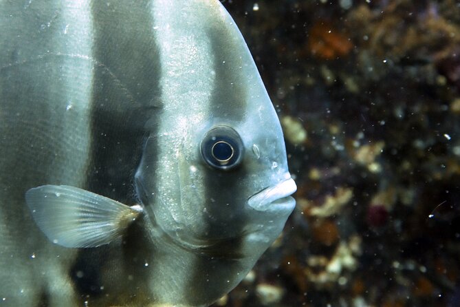 Shared Diving Experience in Sail Rock - Exploring Sail Rocks Underwater Wonders