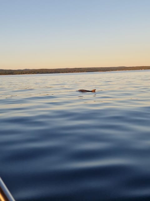 Shared Dolphin & Sunset Tour Rovinj Drinks Included - Good To Know