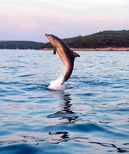 Shared Dolphin & Sunset Tour Rovinj Drinks Included - Experience Highlights