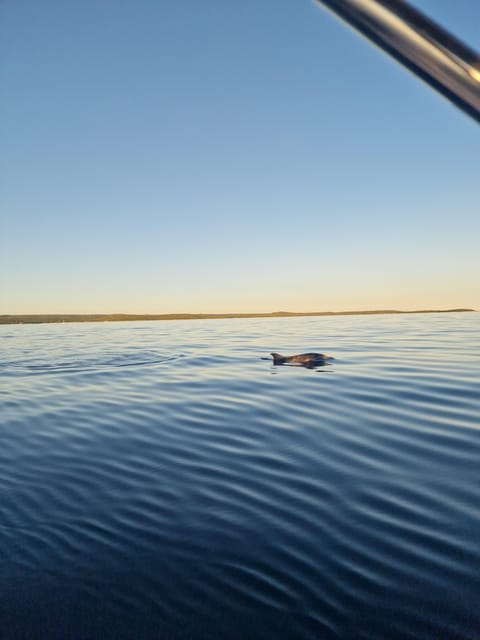 Shared Dolphin & Sunset Tour Rovinj Drinks Included - Customer Reviews